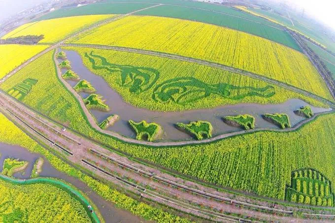 Mê đắm mùa hoa cải rực rỡ ở Bắc Kinh, Trung Quốc - Ảnh 6. Mê đắm mùa hoa cải rực rỡ ở Bắc Kinh, Trung Quốc - Ảnh 6.