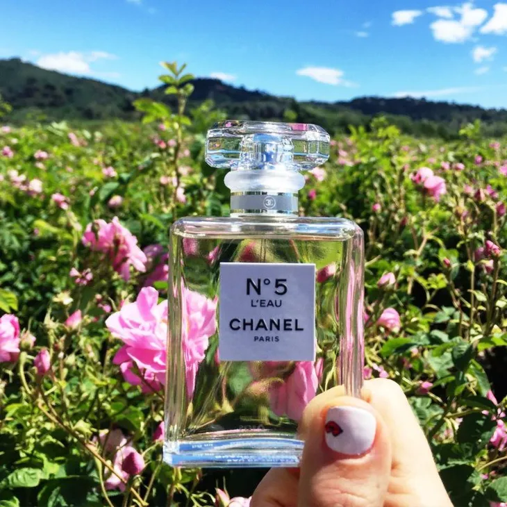 Hoa hồng làm nước hoa Chanel No 5 có gì đặc biệt? - Ảnh 1. Hoa hồng làm nước hoa Chanel No 5 có gì đặc biệt? - Ảnh 1.