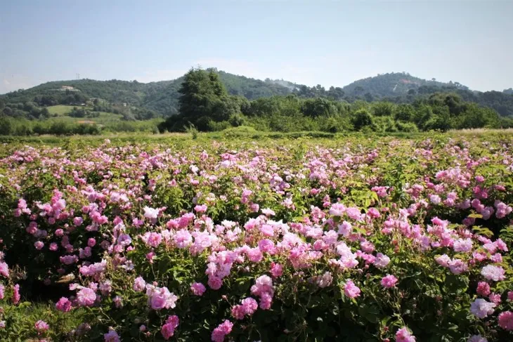 Hoa hồng làm nước hoa Chanel No 5 có gì đặc biệt? - Ảnh 2. Hoa hồng làm nước hoa Chanel No 5 có gì đặc biệt? - Ảnh 2.