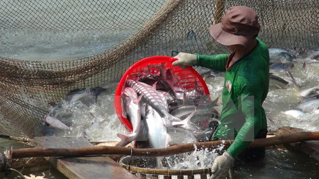 ĐBSCL: Người dân ồ ạt cải tạo, phá ruộng, đào ao nuôi cá tra - Ảnh 1. ĐBSCL: Người dân ồ ạt cải tạo, phá ruộng, đào ao nuôi cá tra - Ảnh 1.