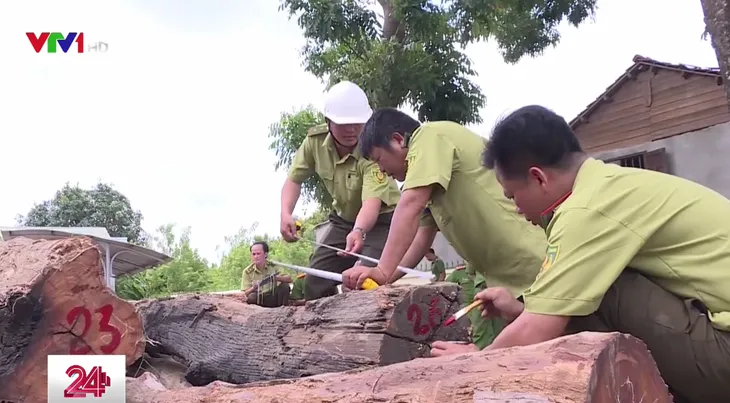 Vụ buôn lậu gỗ quy mô lớn ở Đăk Nông: Ai chịu trách nhiệm? - Ảnh 2. Vụ buôn lậu gỗ quy mô lớn ở Đăk Nông: Ai chịu trách nhiệm? - Ảnh 2.