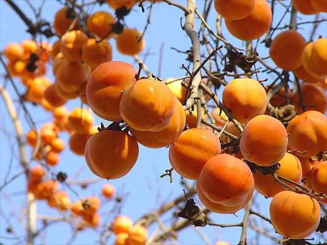 Ăn quả hồng có lợi gì cho sức khỏe? - Ảnh 3. Ăn quả hồng có lợi gì cho sức khỏe? - Ảnh 3.