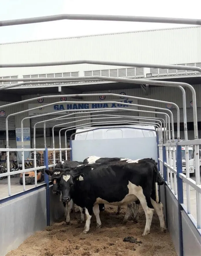 Vinamilk nhập lô bò A2 thuần chủng đầu tiên từ New Zealand - Ảnh 2. Vinamilk nhập lô bò A2 thuần chủng đầu tiên từ New Zealand - Ảnh 2.