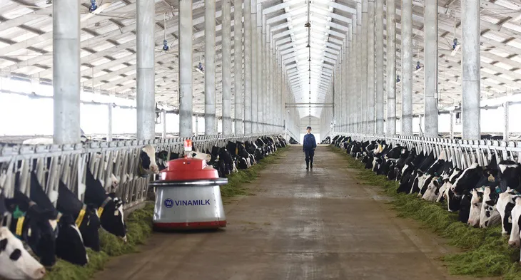 Vinamilk nhập lô bò A2 thuần chủng đầu tiên từ New Zealand - Ảnh 3. Vinamilk nhập lô bò A2 thuần chủng đầu tiên từ New Zealand - Ảnh 3.