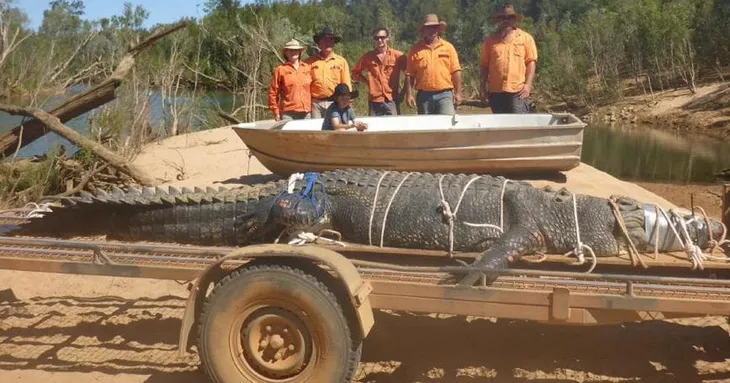 Australia: Bắt cá sấu khổng lồ nặng 600kg - Ảnh 2. Australia: Bắt cá sấu khổng lồ nặng 600kg - Ảnh 2.