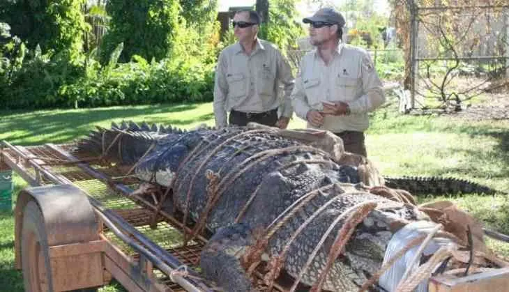 Australia: Bắt cá sấu khổng lồ nặng 600kg - Ảnh 1. Australia: Bắt cá sấu khổng lồ nặng 600kg - Ảnh 1.