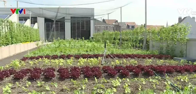 Thúc đẩy việc trồng và tiêu thụ rau sạch tại Bỉ - Ảnh 1. Thúc đẩy việc trồng và tiêu thụ rau sạch tại Bỉ - Ảnh 1.
