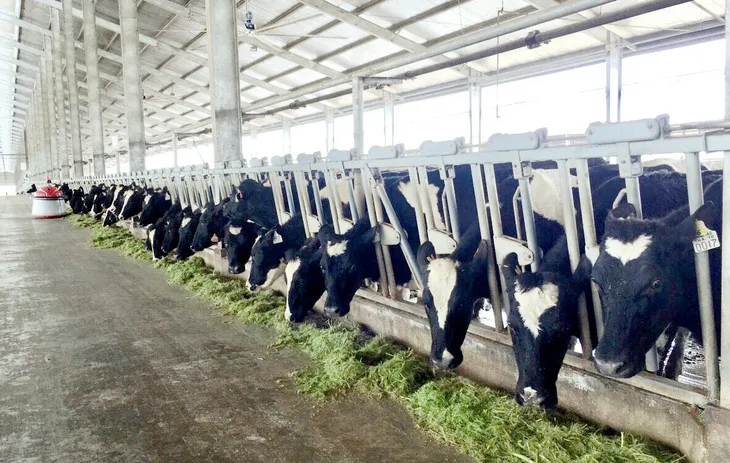 Vinamilk sản xuất sữa A2 đầu tiên tại Việt Nam - Ảnh 1. Vinamilk sản xuất sữa A2 đầu tiên tại Việt Nam - Ảnh 1.