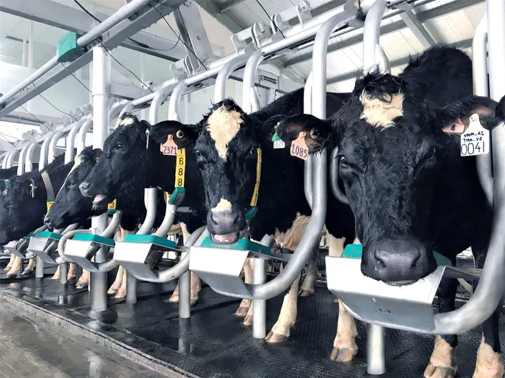 Vinamilk tiên phong giới thiệu sữa tươi 100% A2 đầu tiên tại Việt Nam - Ảnh 2. Vinamilk tiên phong giới thiệu sữa tươi 100% A2 đầu tiên tại Việt Nam - Ảnh 2.