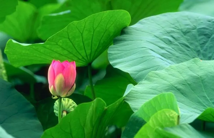 Lá sen - “Vị thuốc” bất ngờ chữa bách bệnh - Ảnh 1. Lá sen - “Vị thuốc” bất ngờ chữa bách bệnh - Ảnh 1.