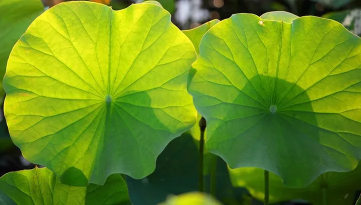 Lá sen - “Vị thuốc” bất ngờ chữa bách bệnh - Ảnh 4. Lá sen - “Vị thuốc” bất ngờ chữa bách bệnh - Ảnh 4.