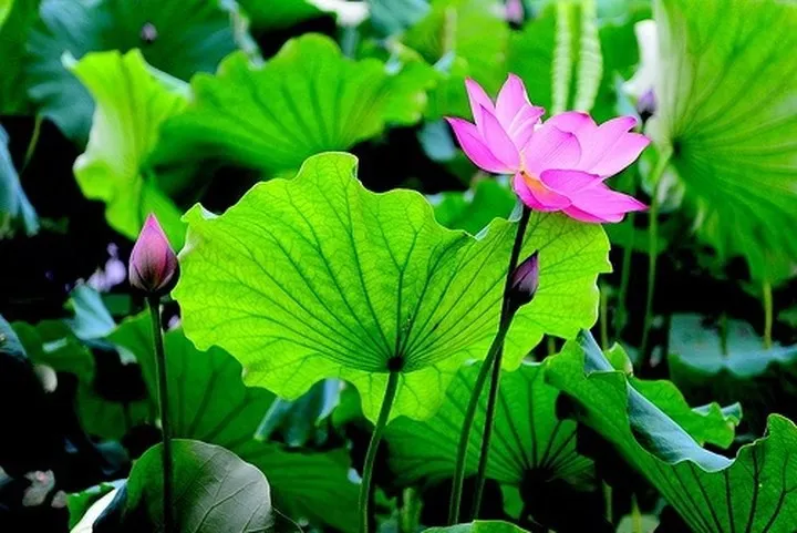 Lá sen - “Vị thuốc” bất ngờ chữa bách bệnh - Ảnh 10. Lá sen - “Vị thuốc” bất ngờ chữa bách bệnh - Ảnh 10.