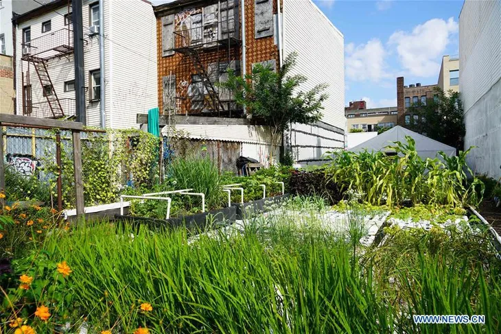 Trang trại thủy canh giữa trung tâm New York - Ảnh 2. Trang trại thủy canh giữa trung tâm New York - Ảnh 2.