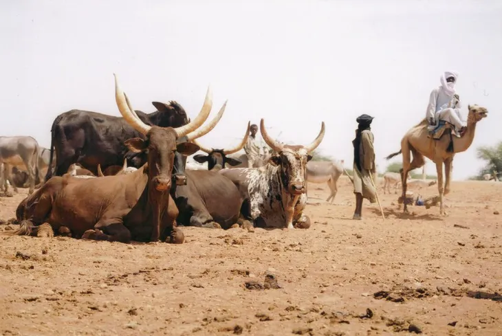 Afriscout - Ứng dụng giúp tìm nguồn nước và đồng cỏ ở châu Phi - Ảnh 1. Afriscout - Ứng dụng giúp tìm nguồn nước và đồng cỏ ở châu Phi - Ảnh 1.
