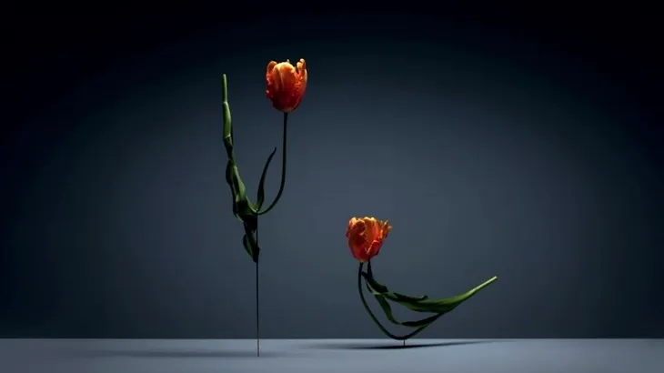 Vũ điệu hoa tulip cực kỳ sống động - Ảnh 2. Vũ điệu hoa tulip cực kỳ sống động - Ảnh 2.