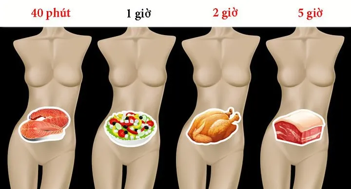 Mất bao lâu để tiêu hóa hết thực phẩm ăn hàng ngày? - Ảnh 1. Mất bao lâu để tiêu hóa hết thực phẩm ăn hàng ngày? - Ảnh 1.