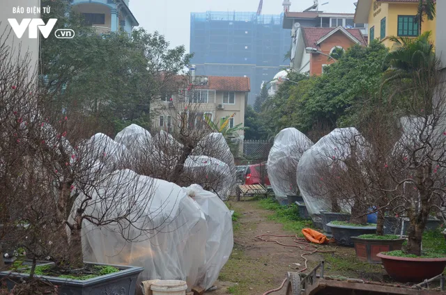 Hà Nội: Đào được phủ nilon, thắp đèn ủ ấm chống rét - Ảnh 1. Hà Nội: Đào được phủ nilon, thắp đèn ủ ấm chống rét - Ảnh 1.