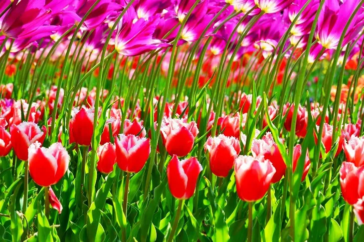 Hoa tulip đá khoe sắc tại Nhật Bản - Ảnh 8. Hoa tulip đá khoe sắc tại Nhật Bản - Ảnh 8.
