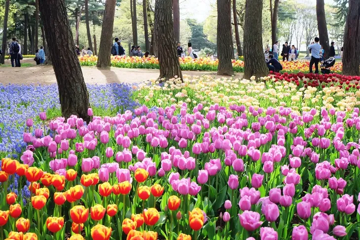 Hoa tulip đá khoe sắc tại Nhật Bản - Ảnh 2. Hoa tulip đá khoe sắc tại Nhật Bản - Ảnh 2.