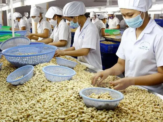 Xuất khẩu điều số 1 thế giới: Vừa mừng, vừa lo - Ảnh 1.