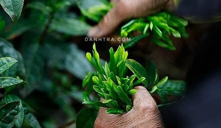 Trà Thái Nguyên đậm đà hương vị Việt - Ảnh 4. Trà Thái Nguyên đậm đà hương vị Việt - Ảnh 4.