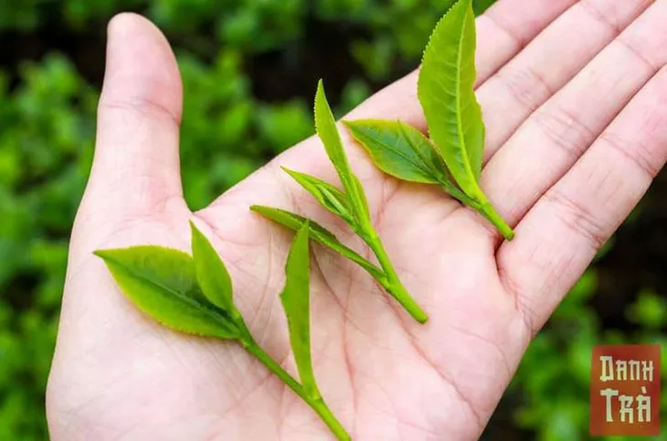 Trà Thái Nguyên đậm đà hương vị Việt - Ảnh 5. Trà Thái Nguyên đậm đà hương vị Việt - Ảnh 5.