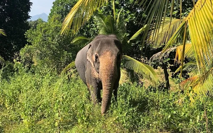 Những hình ảnh khiến bạn muốn tới Sri Lanka ngay trong năm 2019 - Ảnh 2. Những hình ảnh khiến bạn muốn tới Sri Lanka ngay trong năm 2019 - Ảnh 2.