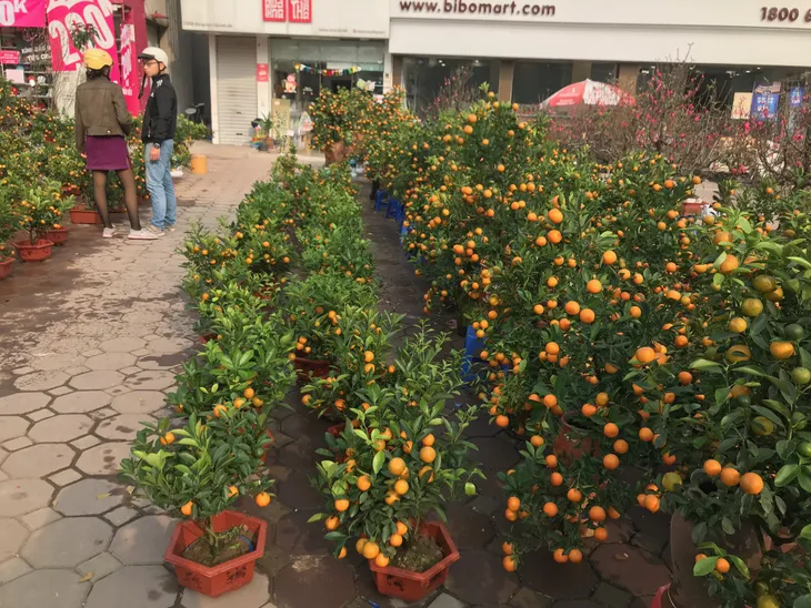 Rực rỡ phố hoa Hoàng Hoa Thám dịp cận Tết - Ảnh 2. Rực rỡ phố hoa Hoàng Hoa Thám dịp cận Tết - Ảnh 2.