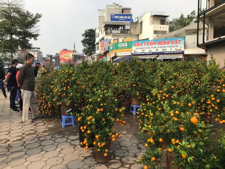 Rực rỡ phố hoa Hoàng Hoa Thám dịp cận Tết - Ảnh 3. Rực rỡ phố hoa Hoàng Hoa Thám dịp cận Tết - Ảnh 3.