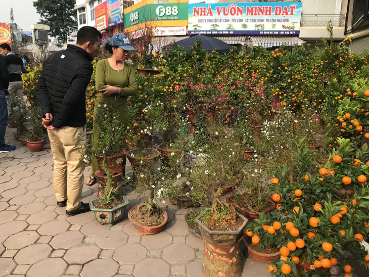 Rực rỡ phố hoa Hoàng Hoa Thám dịp cận Tết - Ảnh 4. Rực rỡ phố hoa Hoàng Hoa Thám dịp cận Tết - Ảnh 4.