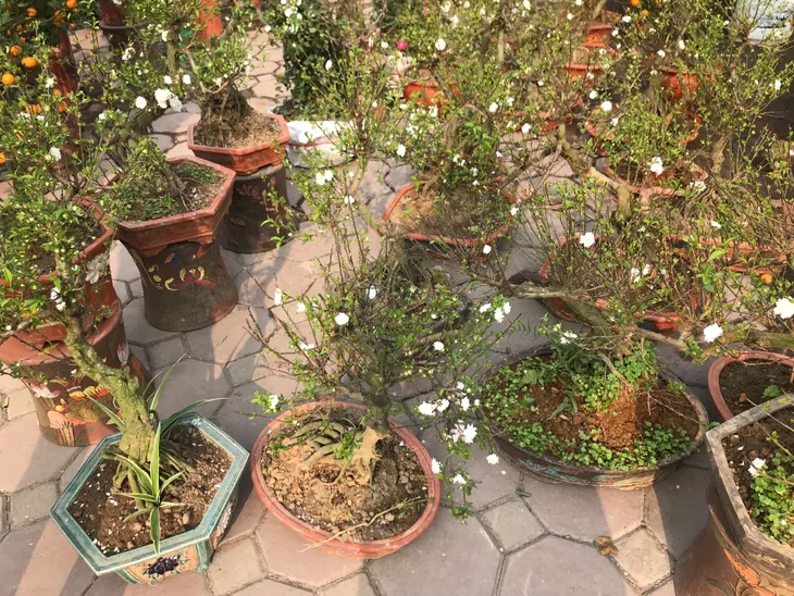 Thú chơi mai trắng ngày Tết của người Hà Nội - Ảnh 2. Thú chơi mai trắng ngày Tết của người Hà Nội - Ảnh 2.