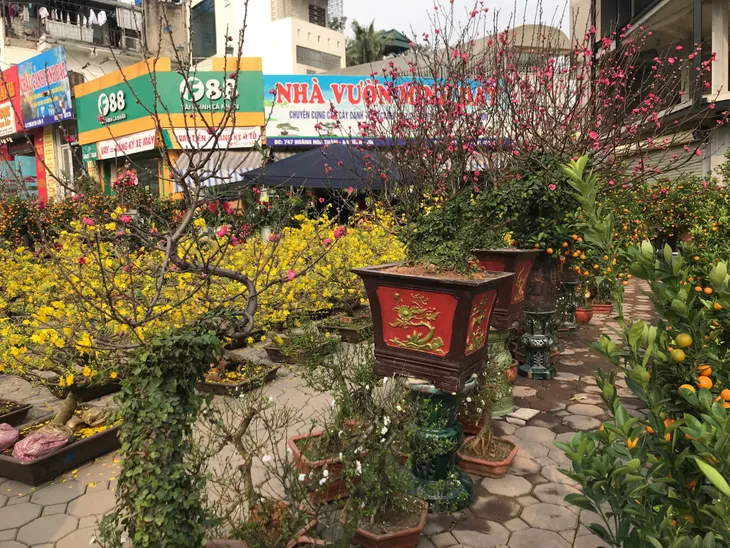 Rực rỡ phố hoa Hoàng Hoa Thám dịp cận Tết - Ảnh 5. Rực rỡ phố hoa Hoàng Hoa Thám dịp cận Tết - Ảnh 5.