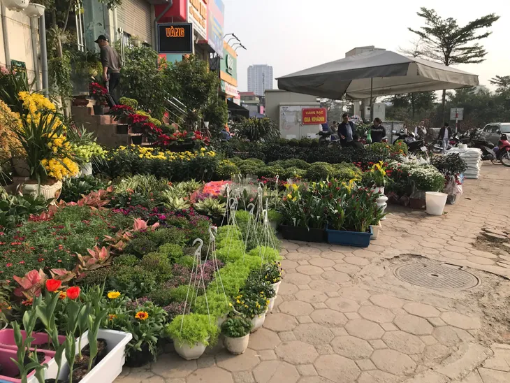 Rực rỡ phố hoa Hoàng Hoa Thám dịp cận Tết - Ảnh 10. Rực rỡ phố hoa Hoàng Hoa Thám dịp cận Tết - Ảnh 10.