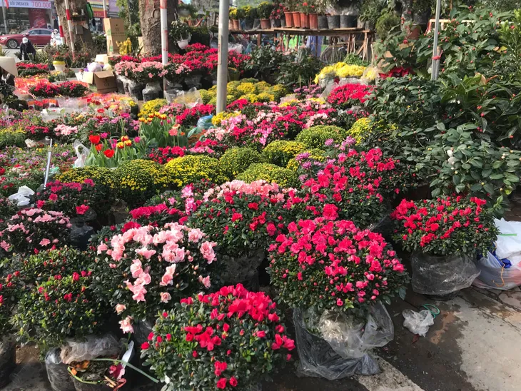 Rực rỡ phố hoa Hoàng Hoa Thám dịp cận Tết - Ảnh 13. Rực rỡ phố hoa Hoàng Hoa Thám dịp cận Tết - Ảnh 13.