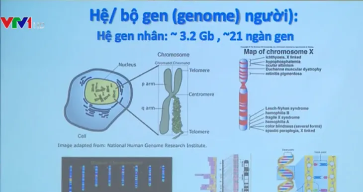 Giới thiệu kết quả nghiên cứu về bộ gen người Việt Nam - Ảnh 1. Giới thiệu kết quả nghiên cứu về bộ gen người Việt Nam - Ảnh 1.