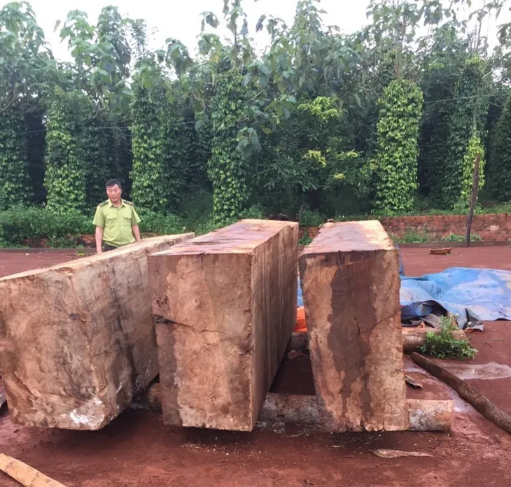 Đăk Nông: Thu giữ gần 10 m3 gỗ được cất giấu tại rẫy hồ tiêu, cà phê - Ảnh 1. Đăk Nông: Thu giữ gần 10 m3 gỗ được cất giấu tại rẫy hồ tiêu, cà phê - Ảnh 1.