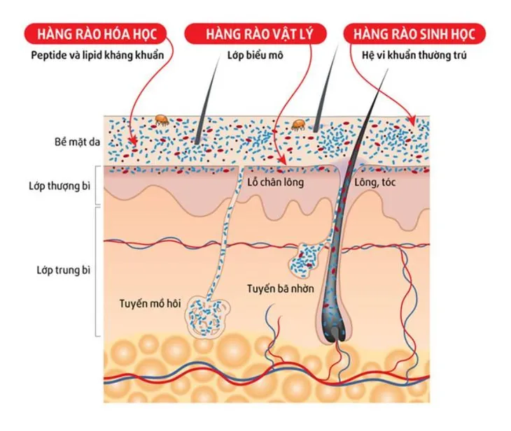 Biến chứng khôn lường khi chủ quan với vài nốt mụn - Ảnh 2.
