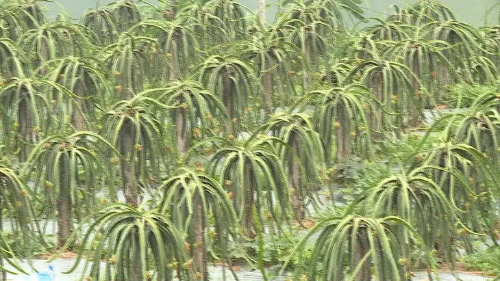 Mở rộng diện tích thanh long theo tiêu chuẩn VietGAP - Ảnh 1.