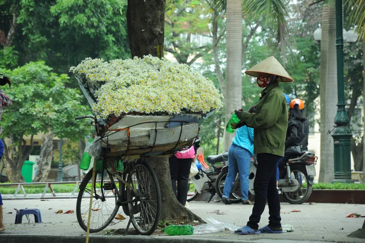 Cúc họa mi rợp đường Hà Nội, làm say đắm lòng người - Ảnh 9. Cúc họa mi rợp đường Hà Nội, làm say đắm lòng người - Ảnh 9.