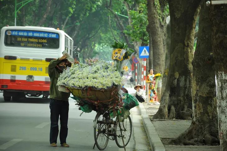 Cúc họa mi rợp đường Hà Nội, làm say đắm lòng người - Ảnh 10. Cúc họa mi rợp đường Hà Nội, làm say đắm lòng người - Ảnh 10.