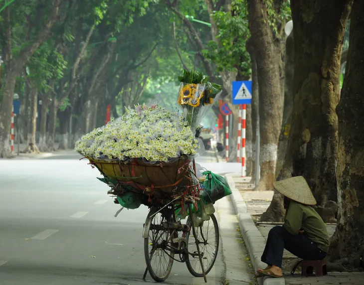 Cúc họa mi rợp đường Hà Nội, làm say đắm lòng người - Ảnh 11. Cúc họa mi rợp đường Hà Nội, làm say đắm lòng người - Ảnh 11.