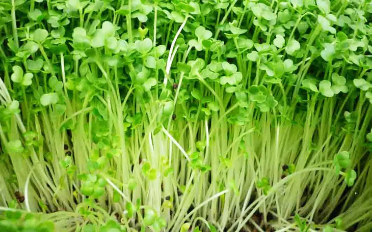 10 loại rau củ chứa độc nếu không được nấu chín kỹ - Ảnh 7. 10 loại rau củ chứa độc nếu không được nấu chín kỹ - Ảnh 7.