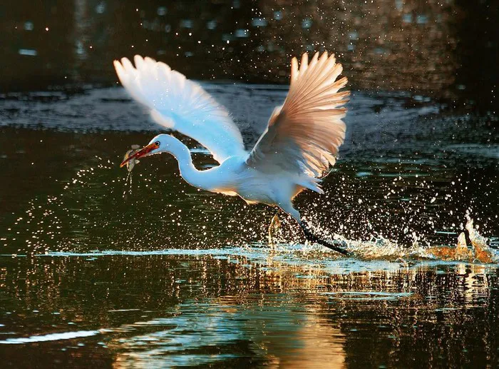 Bước chân đại ngàn giành giải đặc biệt tại Vietnam Heritage Photo Awards 2019 - Ảnh 6. Bước chân đại ngàn giành giải đặc biệt tại Vietnam Heritage Photo Awards 2019 - Ảnh 6.