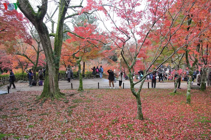 Tới ngôi chùa ngắm lá đỏ đẹp nhất Kyoto - Ảnh 10. Tới ngôi chùa ngắm lá đỏ đẹp nhất Kyoto - Ảnh 10.