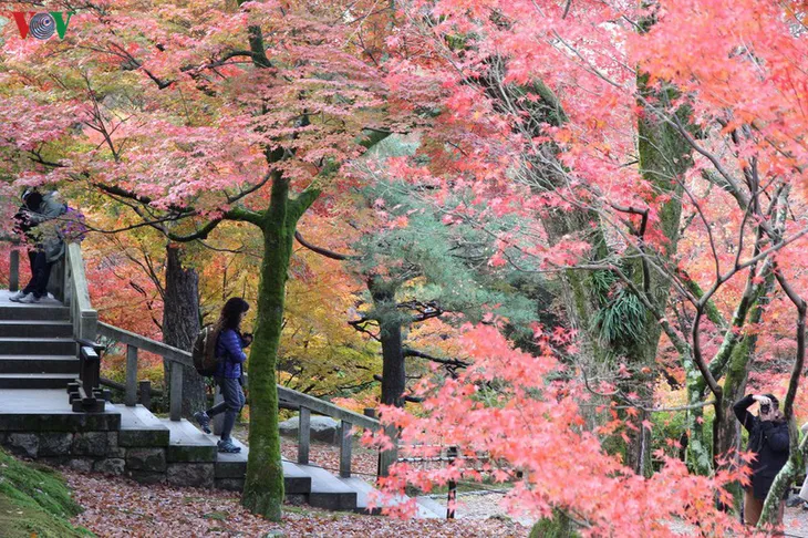 Tới ngôi chùa ngắm lá đỏ đẹp nhất Kyoto - Ảnh 11. Tới ngôi chùa ngắm lá đỏ đẹp nhất Kyoto - Ảnh 11.