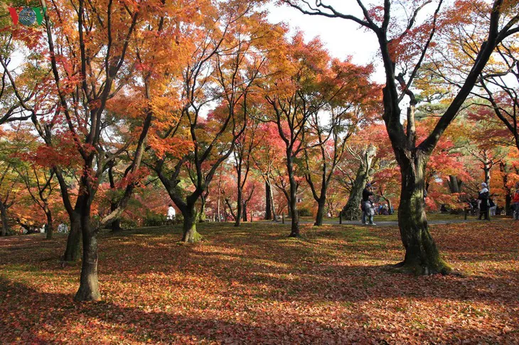 Tới ngôi chùa ngắm lá đỏ đẹp nhất Kyoto - Ảnh 2. Tới ngôi chùa ngắm lá đỏ đẹp nhất Kyoto - Ảnh 2.