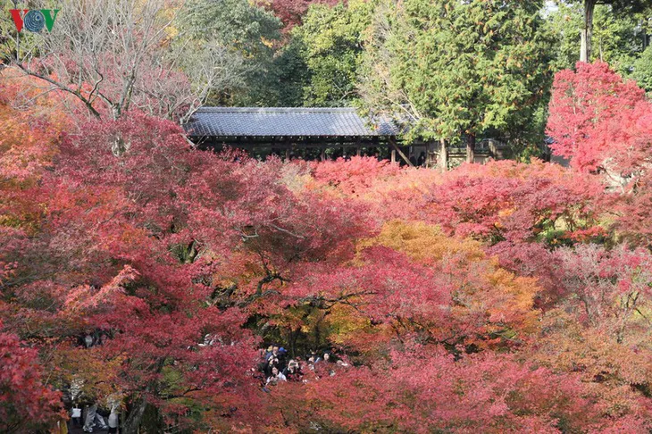 Tới ngôi chùa ngắm lá đỏ đẹp nhất Kyoto - Ảnh 4. Tới ngôi chùa ngắm lá đỏ đẹp nhất Kyoto - Ảnh 4.