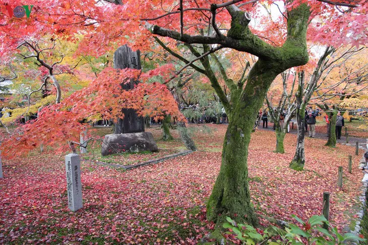 Tới ngôi chùa ngắm lá đỏ đẹp nhất Kyoto - Ảnh 5. Tới ngôi chùa ngắm lá đỏ đẹp nhất Kyoto - Ảnh 5.