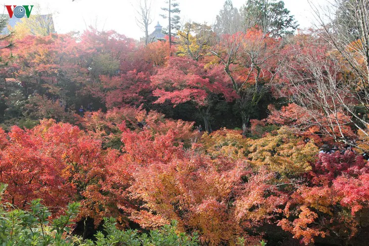 Tới ngôi chùa ngắm lá đỏ đẹp nhất Kyoto - Ảnh 8. Tới ngôi chùa ngắm lá đỏ đẹp nhất Kyoto - Ảnh 8.