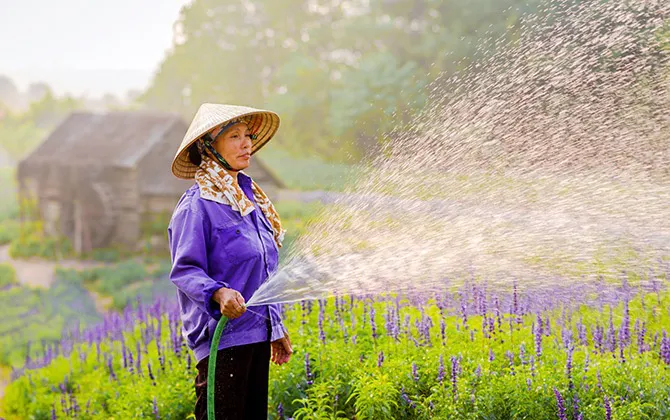 Sau cúc họa mi, giới trẻ lại “sống ảo” với cánh đồng hoa tím mộng mơ - Ảnh 5. Sau cúc họa mi, giới trẻ lại “sống ảo” với cánh đồng hoa tím mộng mơ - Ảnh 5.